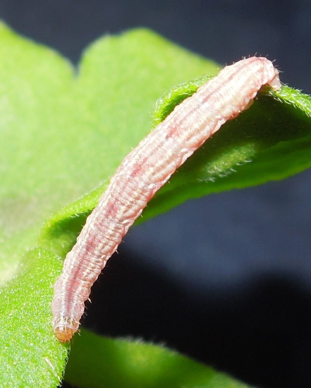Eupithecia sp. ID: no, Gymnoscelis rufifasciata - Geometridae
